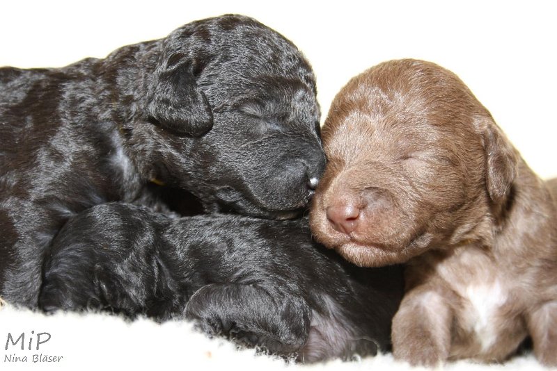 2011-05-07 Puppies Candy & Svet (15).jpg